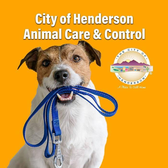Henderson Animal Care and Control Celebrates an Impressive Save Rate for 3rd Straight Year