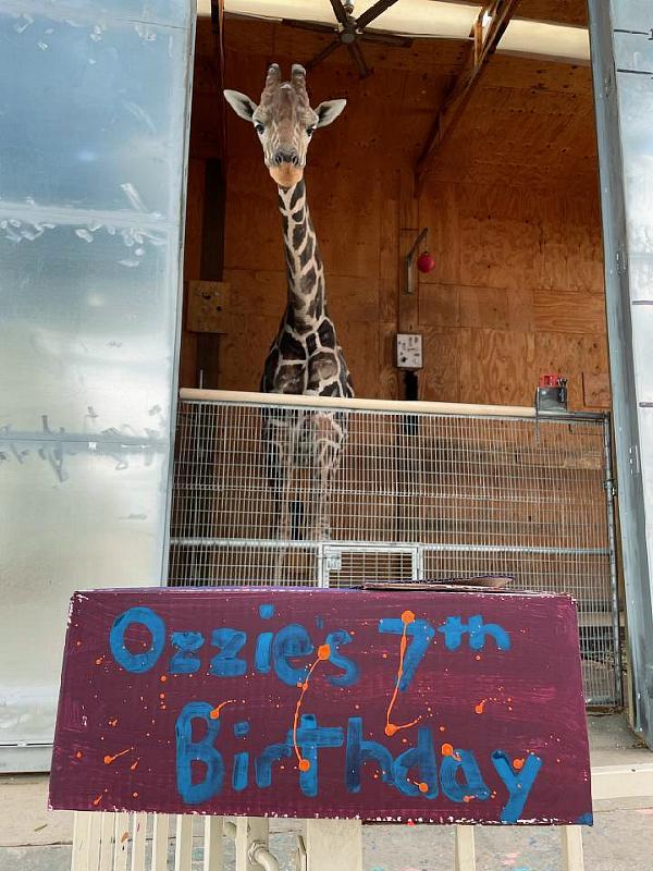 Celebrate Ozzie the Painting Giraffe's 7th Birthday at Lion Habitat Ranch