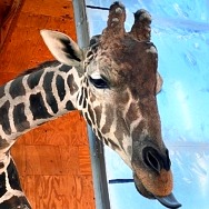 Ozzie the Painting Giraffe's 7th Birthday at Lion Habitat Ranch