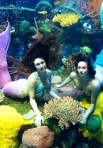 Mermaid Swims and Interactive Stingray Feedings Return to Silverton Casino Hotel’s Aquarium in June