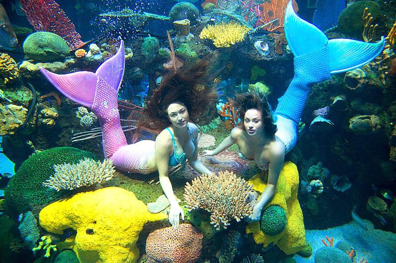 Mermaid Swims and Interactive Stingray Feedings Return to Silverton