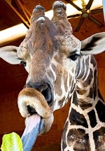 World Giraffe Day, June 21 - Celebrate at Lion Habitat Ranch