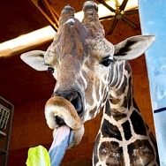 World Giraffe Day, June 21 - Celebrate at Lion Habitat Ranch