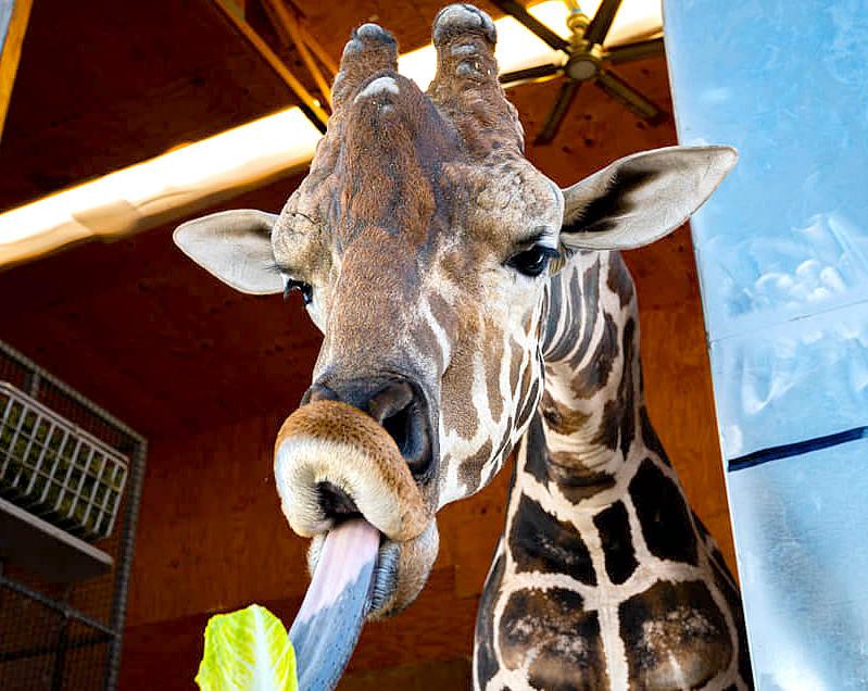 World Giraffe Day, June 21 - Celebrate at Lion Habitat Ranch 
