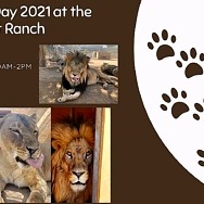 World Lion Day at Lion Habitat Ranch August 7