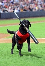 FINN The Bat Dog Returns to Las Vegas Aviators Professional Baseball team and Las Vegas Ballpark!