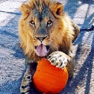3rd Annual Boo at the Zoo at Lion Habitat Ranch on Halloween Weekend