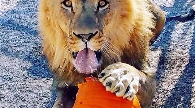 3rd Annual Boo at the Zoo at Lion Habitat Ranch on Halloween Weekend