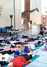 Lion Habitat Ranch to Host Annual Lion's Breath of Yoga October 23-24