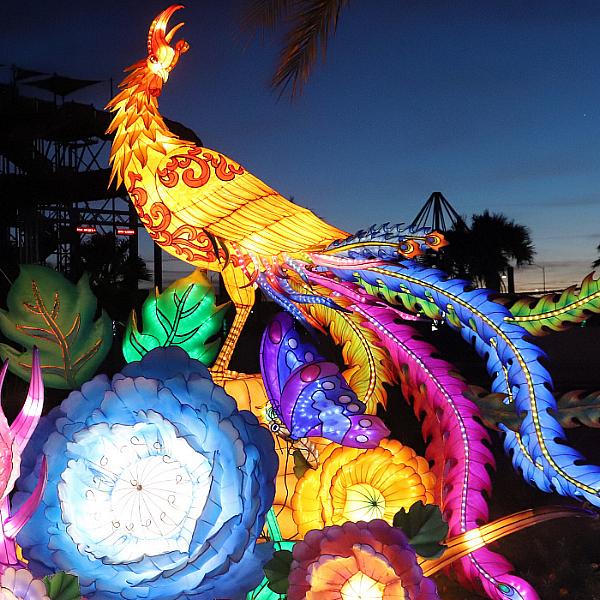 Festival of Lanterns - Peacock