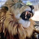 Lion Habitat Ranch Celebrates 9 Years; Hosts Santa Claws Event