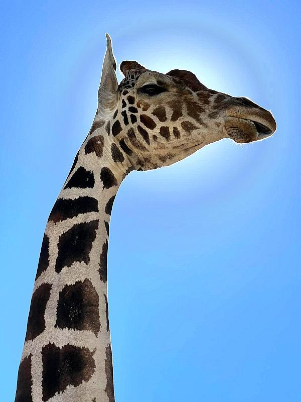 Nevada's only giraffe 