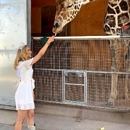 Lion Habitat Ranch Celebrates World Giraffe Day