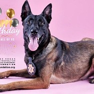 K-9 e-Cards Available Online for Purchase at the LVMPD Foundation Store