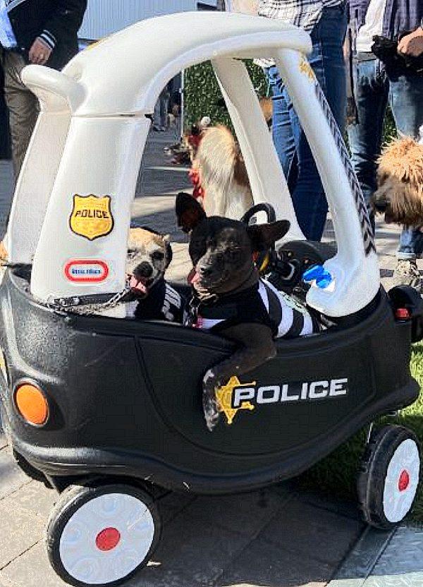 Police Costumed Dogs
