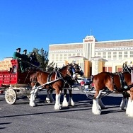 South Point Hotel, Casino & Spa Kicks off Race Week with Party Featuring Budweiser Clydesdales, Oct. 13