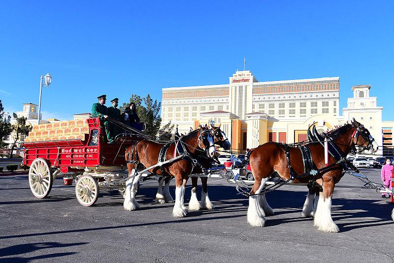 South Point Hotel, Casino & Spa Kicks off Race Week with Party Featuring Budweiser Clydesdales, Oct. 13