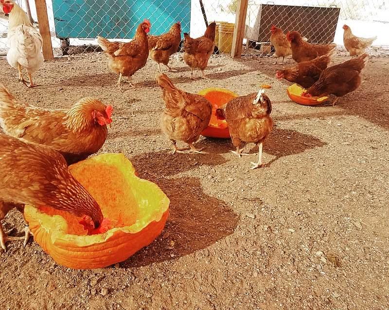 Chickens and Pumpkins