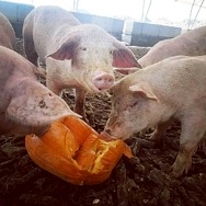 Before You Pop That Pumpkin in the Trash, Help Local Livestock by Recycling Your Pumpkin
