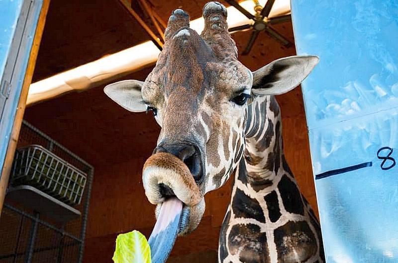 Ozzie the Giraffe celebrates his 9th Birthday at The Lion Habitat Ranch