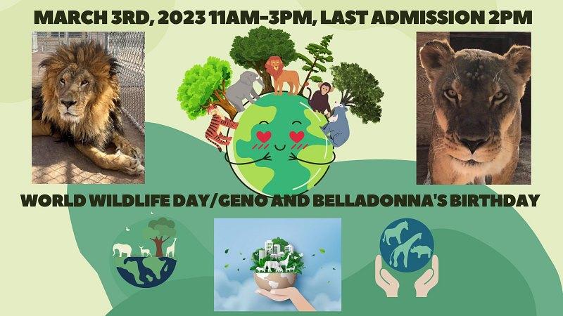 World Wildlife Day and lions, Geno and Belladonna’s 16th birthday on March 3, 2023