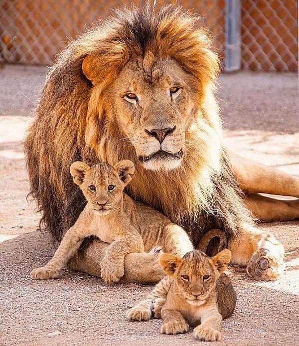 Lion and cubs at The Lion Habitat Ranch