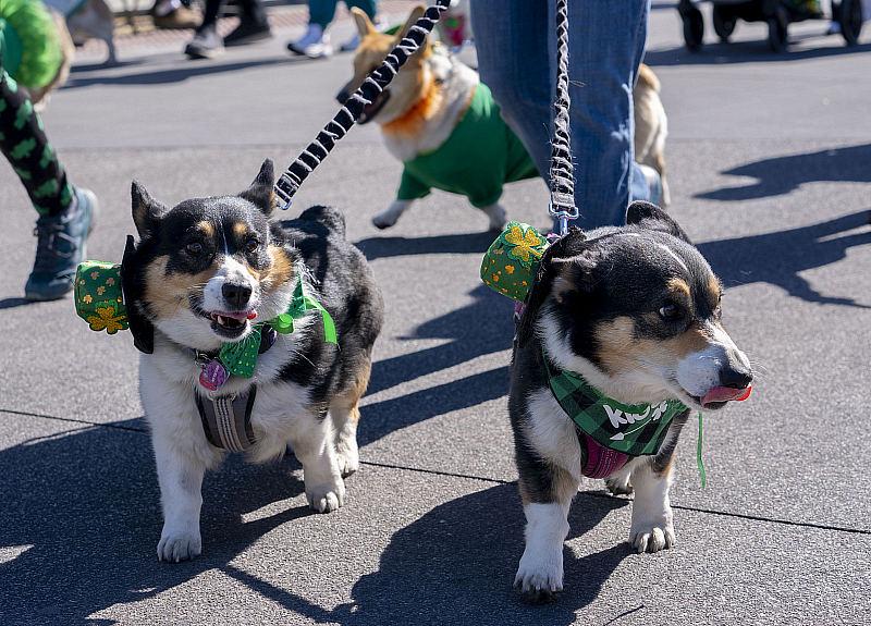 The 55th annual St. Patrick’s Day Festival and Parade