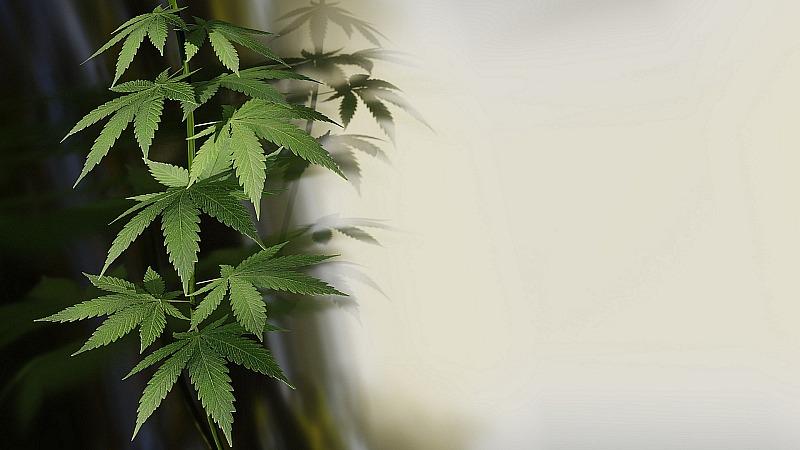 Cannabis Marijuana - Image by MasterTux from Pixabay