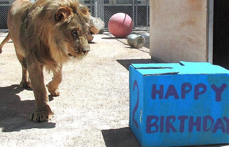 Lions Celebrate Benny, the Lion’s, 10th Birthday