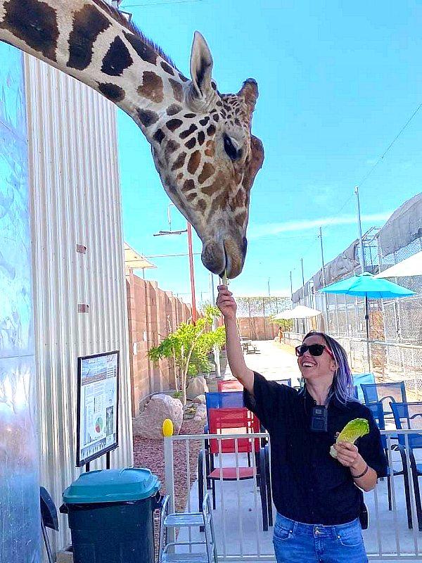 Ozzie the Giraffe 