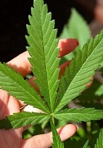 Cannabis Under the Stars: Best Practices for Outdoor Marijuana Growing in Nevada
