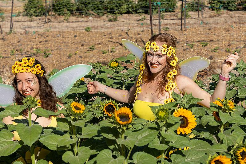 3rd Annual Bee-utiful Sunflower Run at Gilcrease Orchard