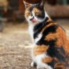 Founders Coffee + Las Vegas Farm Are Celebrating National Cat Day on Oct. 29