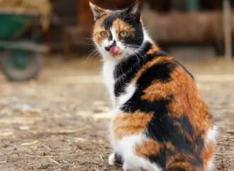 Founders Coffee + Las Vegas Farm Are Celebrating National Cat Day on Oct. 29