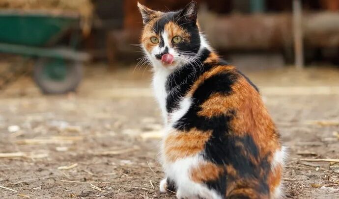 Founders Coffee + Las Vegas Farm Are Celebrating National Cat Day on Oct. 29